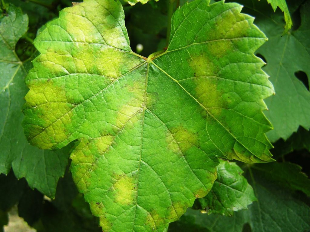 Feuille de vigne avec des taches jaunes de mildiou. maladie qui a géné les Bordeaux Primeurs Vintage 2021